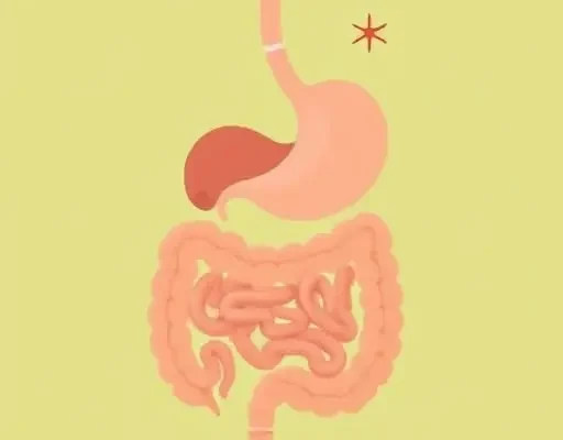 Как микробиом пищеварения влияет на аппетит и выбор блюд на неделю